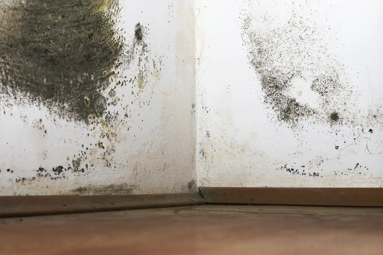 Mold remediation and air quality testing